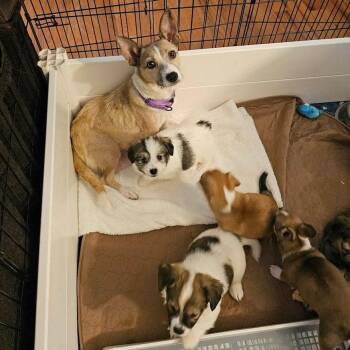 Corgi and Chihuahua Dogs Available for Adoption in Gilberts, Illinois - Mimi | PetCurious