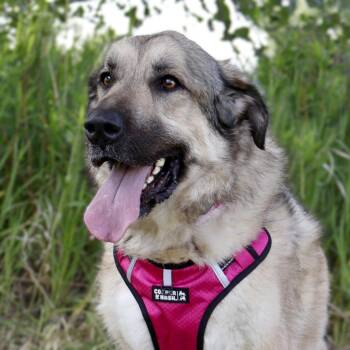 Tootsie -  Anatolian Shepherd Dog for Adoption in Savage, Minnesota - Tootsie | PetCurious