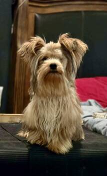 Uno -  Yorkshire Terrier Dog for Adoption in Milton, Florida - Uno | PetCurious