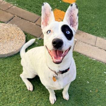 Dottie Dumpling -  Cattle Dog and Husky Dog for Adoption in Abbotsford, British Columbia - Dottie Dumpling | PetCurious