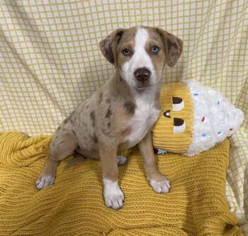 A611663 -  Australian Shepherd and Pit Bull Terrier Dog for Adoption in Modesto, California - A611663 | PetCurious