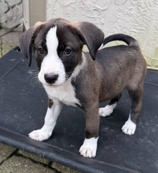 Annie -  Pit Bull Terrier Dog for Adoption in Lewis Center, Ohio - Annie | PetCurious