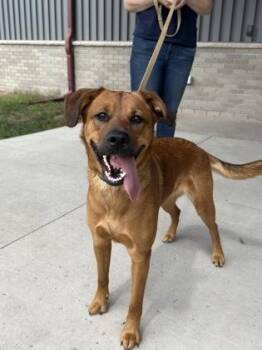 Willow -  Mixed Breed Dog for Adoption in Gwinn, Michigan - Willow | PetCurious