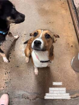 Hound Dogs Available for Adoption in Pottsville, Pennsylvania - Pecan | PetCurious