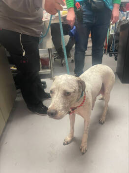 Rescue Mixed Breed Dogs for Adoption in West Chester, Pennsylvania - Eve | PetCurious