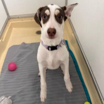 Walnuts -  Husky and Mixed Breed Dog for Adoption in San Antonio, Texas - Walnuts | PetCurious