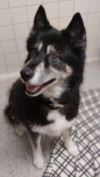 Rosie -  Husky and Mixed Breed Dog Available for Adoption in Saint Clairsville, Ohio - Rosie | PetCurious