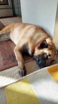 Mixed Breed Dogs Available for Adoption - Arya - In Foster! | PetCurious