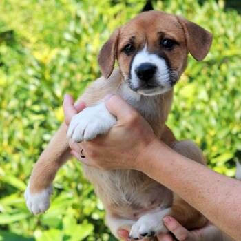 CT Sear avail Aug 15 (Tractor Supply- Putnam, CT) -  Australian Shepherd and Mixed Breed Dog for Adoption in Stormville, New York - CT Sear Avail Aug 15 (Tractor Supply- Putnam, CT) | PetCurious