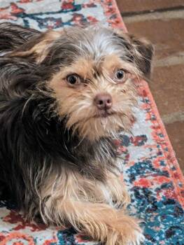 Lucy -  Yorkshire Terrier and Chihuahua Dog for Adoption - Lucy | PetCurious