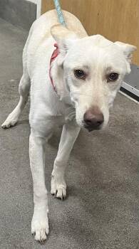 Carolina Dog Dogs Available for Adoption - ARTESIA | PetCurious