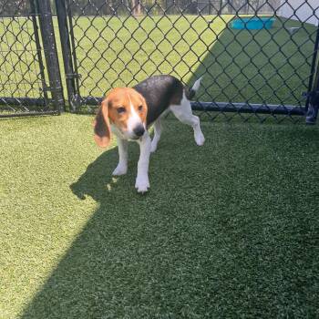 ?HG6 1222 aka Tami -  Beagle Dog for Adoption in Loxahatchee Groves, Florida - ?HG6 1222 Aka Tami | PetCurious