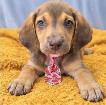 Dante -  Hound and Beagle Dog for Adoption in Foley, Alabama - Dante | PetCurious