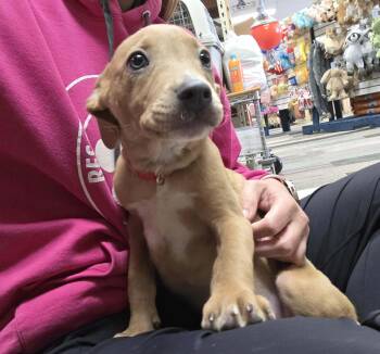 Terrier and Australian Shepherd Dogs Available for Adoption in Muskego, Wisconsin - Marley The Sweet Mixed Breed | PetCurious