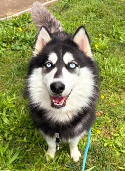 Siberian Husky Dogs Available for Adoption in Sacramento, California - SKYLAR | PetCurious