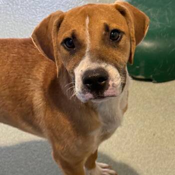Spritz -  Mixed Breed Dog for Adoption in Abilene, Texas - Spritz | PetCurious