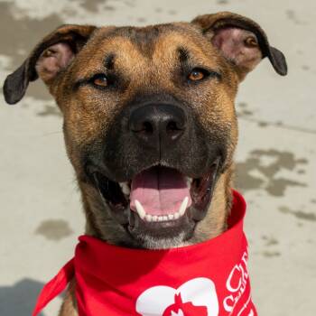 Rescue Mixed Breed Dogs for Adoption in Matteson, Illinois - Goober | PetCurious