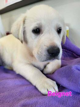 Great Pyrenees and Labrador Retriever Dogs Available for Adoption - Beignet | PetCurious