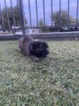 Bobby -  Chihuahua and Mixed Breed Dog for Adoption in Honolulu, Hawaii - Bobby | PetCurious