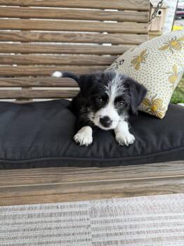 TJ -  Havanese and Terrier Dog for Adoption in Evansville, Indiana - TJ | PetCurious