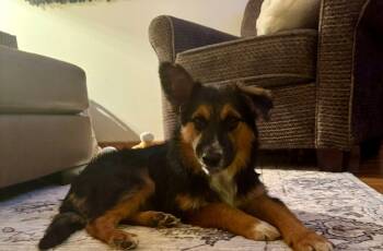 Rescue German Shepherd Dog Dogs for Adoption in Fredonia, Wisconsin - Mara | PetCurious