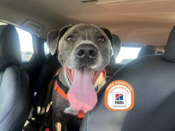 APOLLO -  Pit Bull Terrier Dog for Adoption in Phoenix, Arizona - APOLLO | PetCurious