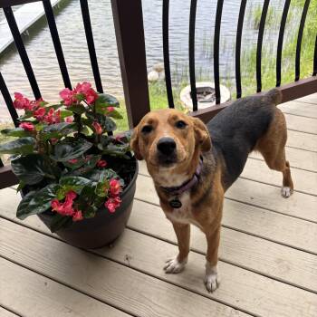 Annie -  Australian Shepherd and Beagle Dog for Adoption in Tunica, Mississippi - Annie | PetCurious
