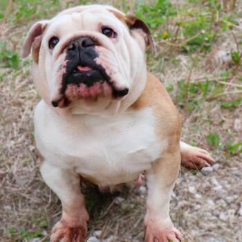 English Bulldog Dogs Available for Adoption - LaRose | PetCurious