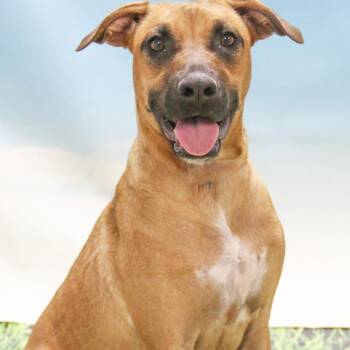 Etta aka Yuki -  Black Mouth Cur and Mixed Breed Dog for Adoption in Casa Grande, Arizona - Etta Aka Yuki | PetCurious