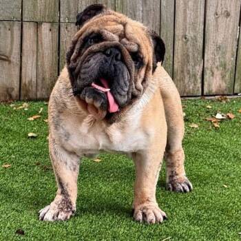 Rumple Babe Brutus -  English Bulldog Dog for Adoption in Friendswood, Texas - Rumple Babe Brutus | PetCurious