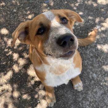 Oro -  Australian Cattle Dog Blue Heeler and Shepherd Dog for Adoption in The Colony, Texas - Oro | PetCurious