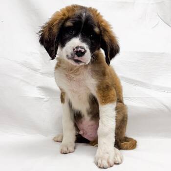 Saint Bernard Dogs Available for Adoption in Parker, Colorado - 509 (2026) Wes | PetCurious