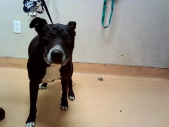 RIPLEY -  Labrador Retriever and Mixed Breed Dog for Adoption in Martinez, California - RIPLEY | PetCurious