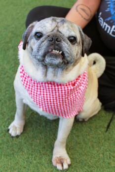 Jaxx *bonded to Fiona May* / Fiona May *bonded to Jaxx* -  Pug Dog for Adoption in Gardena, California - Jaxx *bonded To Fiona May* / Fiona May *bonded To Jaxx* | PetCurious