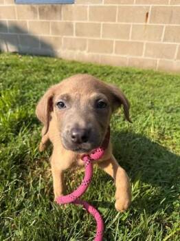 REGINA -  German Shepherd Dog Dog for Adoption in Peoria, Illinois - REGINA | PetCurious