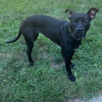Andi -  Pit Bull Terrier Dog for Adoption in Ballston Spa, New York - Andi | PetCurious