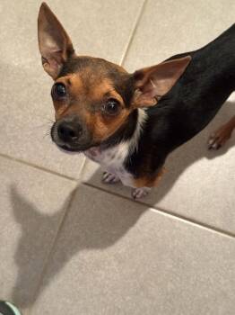 Pip -  Rat Terrier and Chihuahua Dog for Adoption in Boulder, Colorado - Pip | PetCurious