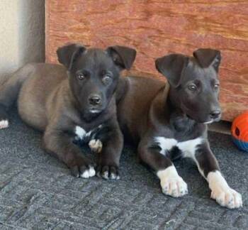 Rescue Labrador Retriever Dogs for Adoption in Norco, California - DEMI & CUBBY | PetCurious