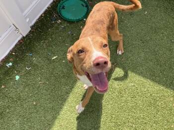 Rescue Labrador Retriever Dogs for Adoption in Binghamton, New York - Percy | PetCurious
