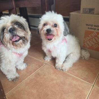daisy -  Maltese Dog for Adoption in Oceanside, New York - Daisy | PetCurious