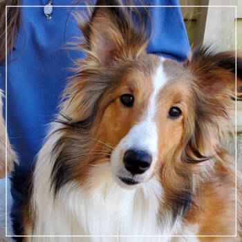 Rescue Shetland Sheepdog Sheltie Dogs for Adoption in Little Rock, Arkansas - Sophie | PetCurious