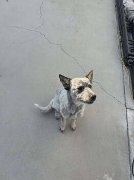 Willow -  Mixed Breed Dog for Adoption in Severance, Colorado - Willow | PetCurious