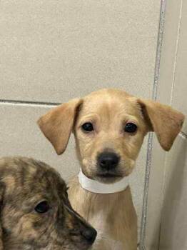 Rescue Mixed Breed Dogs for Adoption in Munster, Indiana - Toaster | PetCurious