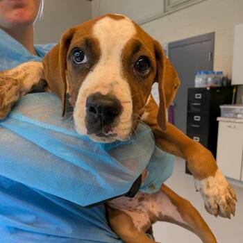 Clark -  Mixed Breed Dog for Adoption in Huntington, West Virginia - Clark | PetCurious