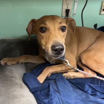Flynn -  Terrier and Italian Greyhound Dog for Adoption in Austin, Texas - Flynn | PetCurious