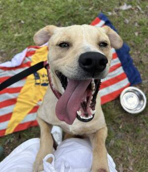 Rescue Golden Retriever and Labrador Retriever Dogs for Adoption in Troy, Alabama - Jacks | PetCurious