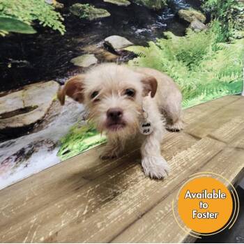 Liam -  Brussels Griffon and Mixed Breed Dog for Adoption in Normal, Illinois - Liam | PetCurious