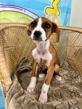 Boxer Dogs Available for Adoption - Adrienne | PetCurious