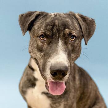 Rescue Pit Bull Terrier Dogs for Adoption in Scottsdale, Arizona - Solomon | PetCurious