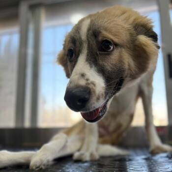 Rescue Canaan Dog Dogs for Adoption in New York, New York - Taj | PetCurious